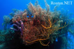 Roatan Reef